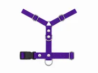 Violeta
