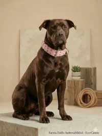 collar super reforzado nato n6