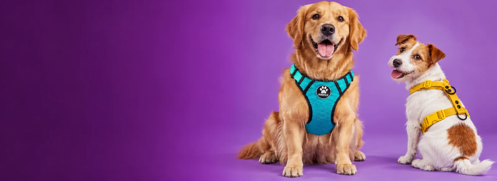 Dos perros con accesorios de Perrópolis en un fondo lavanda
