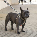 Pretal Regulable Sublimado Y - Naturaleza