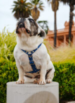 Pretal Sublimado H Libelulas - Imagen 5