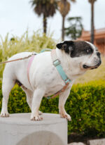 Pretal Sublimado H Degrade Pastel - Imagen 6