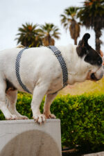 Pretal Sublimado H Cuadrille - Imagen 5