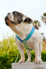 Pretal Sublimado H Degrade Verde - Imagen 6