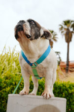 Pretal Sublimado H Degrade Verde - Imagen 7