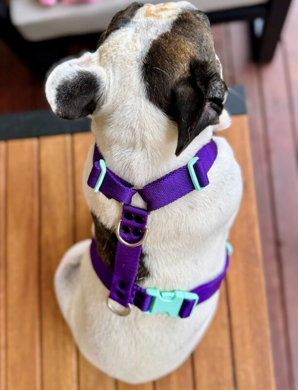 Pretal tipo H para perros: por qué es un producto clave para tu petshop o veterinaria