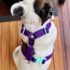 Pretal tipo H para perros: por qué es un producto clave para tu petshop o veterinaria