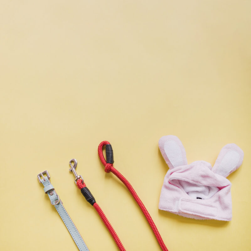 Correas para mascotas al por mayor
