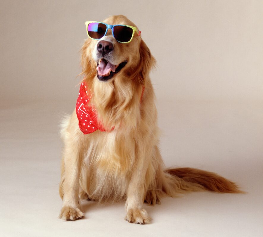 Beneficios de vender accesorios para mascotas