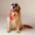 Beneficios de vender accesorios para mascotas