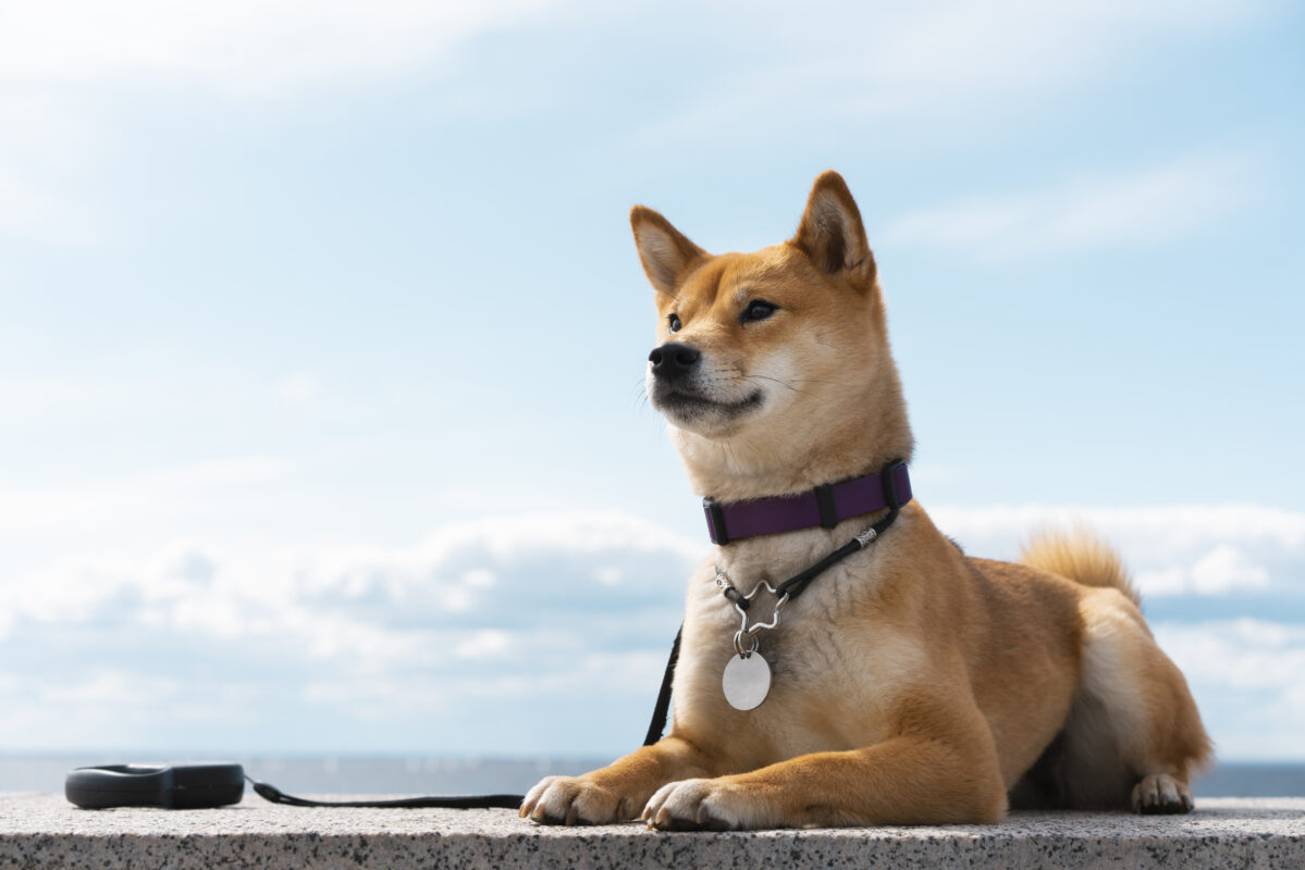 Por qué revender collares para mascotas es un negocio rentable