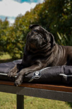 ALMOHADONES ANTIDESGARRO FLORES