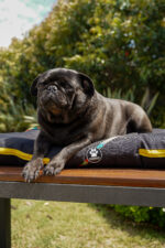 ALMOHADONES ANTIDESGARRO HISTORIETA