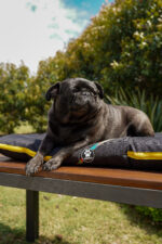 ALMOHADONES ANTIDESGARRO HISTORIETA - Imagen 3