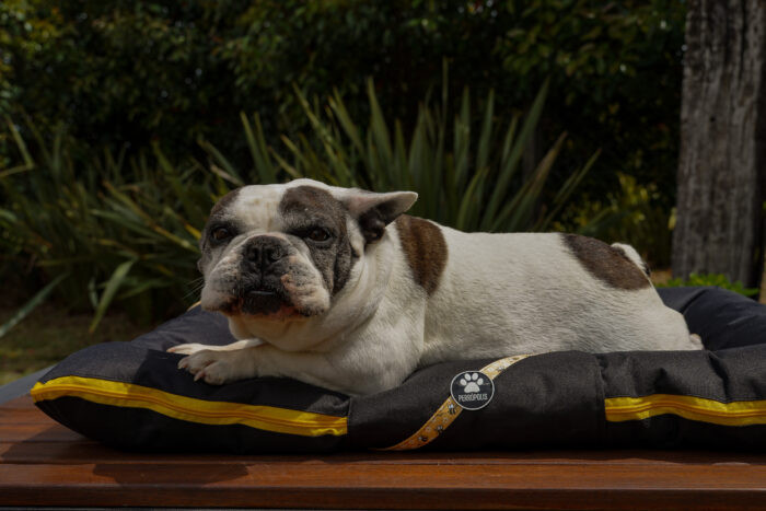 ALMOHADONES ANTIDESGARRO - ABEJAS - Imagen 3