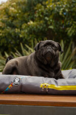 ALMOHADONES ANTIDESGARRO GRIS - HISTORIETA