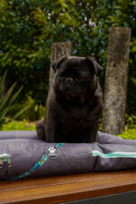 ALMOHADONES ANTIDESGARRO GRIS - GRAFITTI CELETE