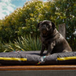 ALMOHADONES ANTIDESGARRO NEGRO - HISTORIETA