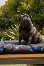 ALMOHADONES ANTIDESGARRO NEGRO - LIBELULA - Imagen 2