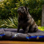 ALMOHADONES ANTIDESGARRO NEGRO - LIBELULA