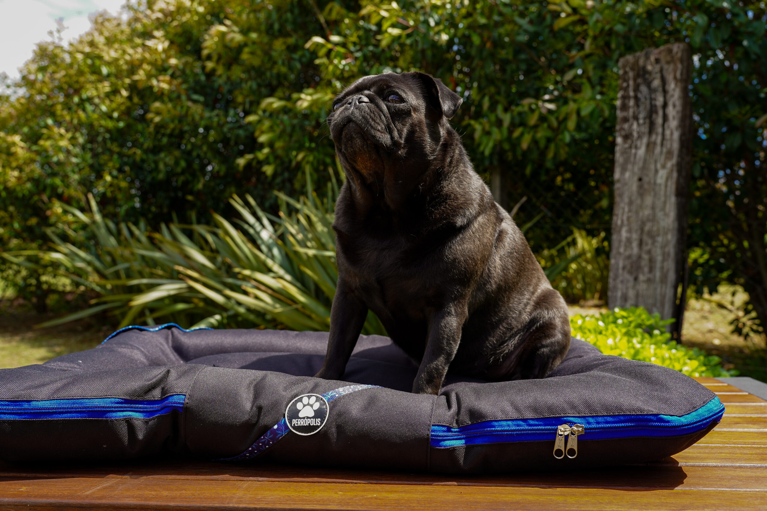 DSC03715 (3) ALMOHADONES ANTIDESGARRO NEGRO - LIBELULA - Imagen 1