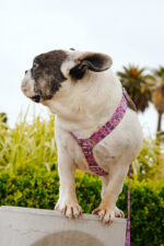 Conjunto Pretal H + Correa - Grafitti Violeta - Imagen 4