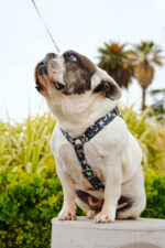 Conjunto Pretal H + Correa - Margaritas - Imagen 3