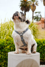 Conjunto Pretal H + Correa - Naturaleza - Imagen 4