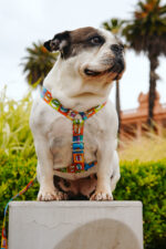 Conjunto Pretal H + Correa - Historieta - Imagen 3