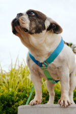 Conjunto Pretal H + Correa - Degrade Verde - Imagen 3