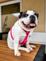 Conjunto Pretal H Liso Full Color + Correa - Fucsia - Imagen 5