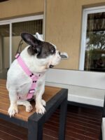 Conjunto Pretal H Liso Full Color + Correa - Rosa - Imagen 6