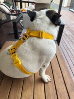 Conjunto Pretal H Liso Full Color + Correa - Amarillo - Imagen 6