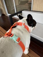 Conjunto Pretal H Liso Full Color + Correa - Naranja - Imagen 6