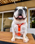 Conjunto Pretal H Liso Full Color + Correa - Naranja - Imagen 5