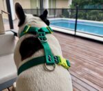 Conjunto Pretal H Liso Full Color + Correa - Verde - Imagen 5