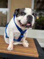 Conjunto Pretal H Liso Full Color + Correa - Azul - Imagen 4