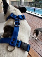 Conjunto Pretal H Liso Full Color + Correa - Azul - Imagen 5