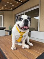 Conjunto Pretal H Liso Full Color + Correa - Amarillo - Imagen 5