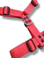 Conjunto Pretal H Liso Full Color + Correa - Naranja - Imagen 3