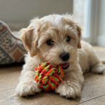 PELOTA DE SOGA - 5,5CM